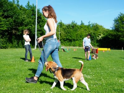 Hund_fuss