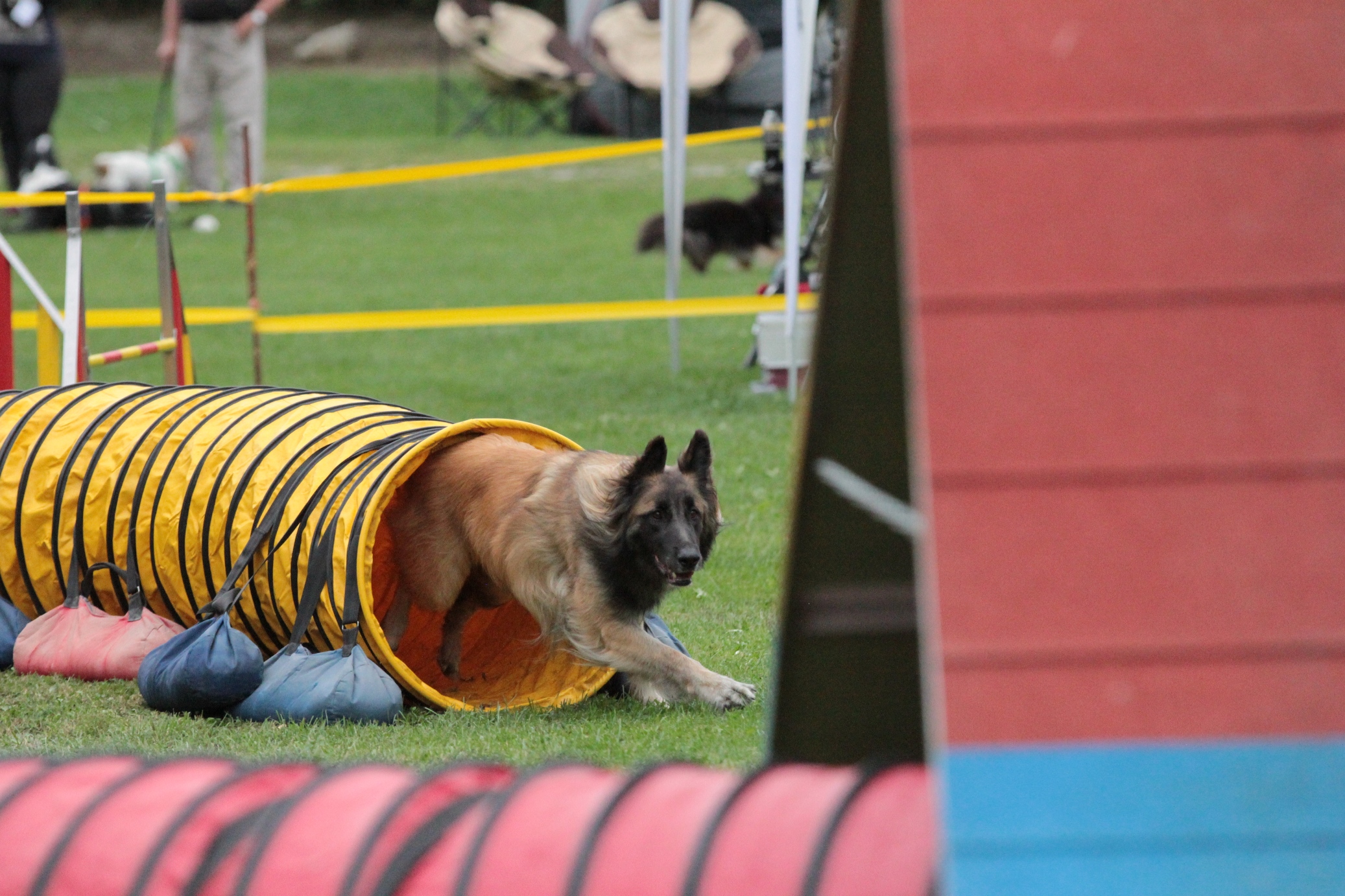 Hund aus Tunnel