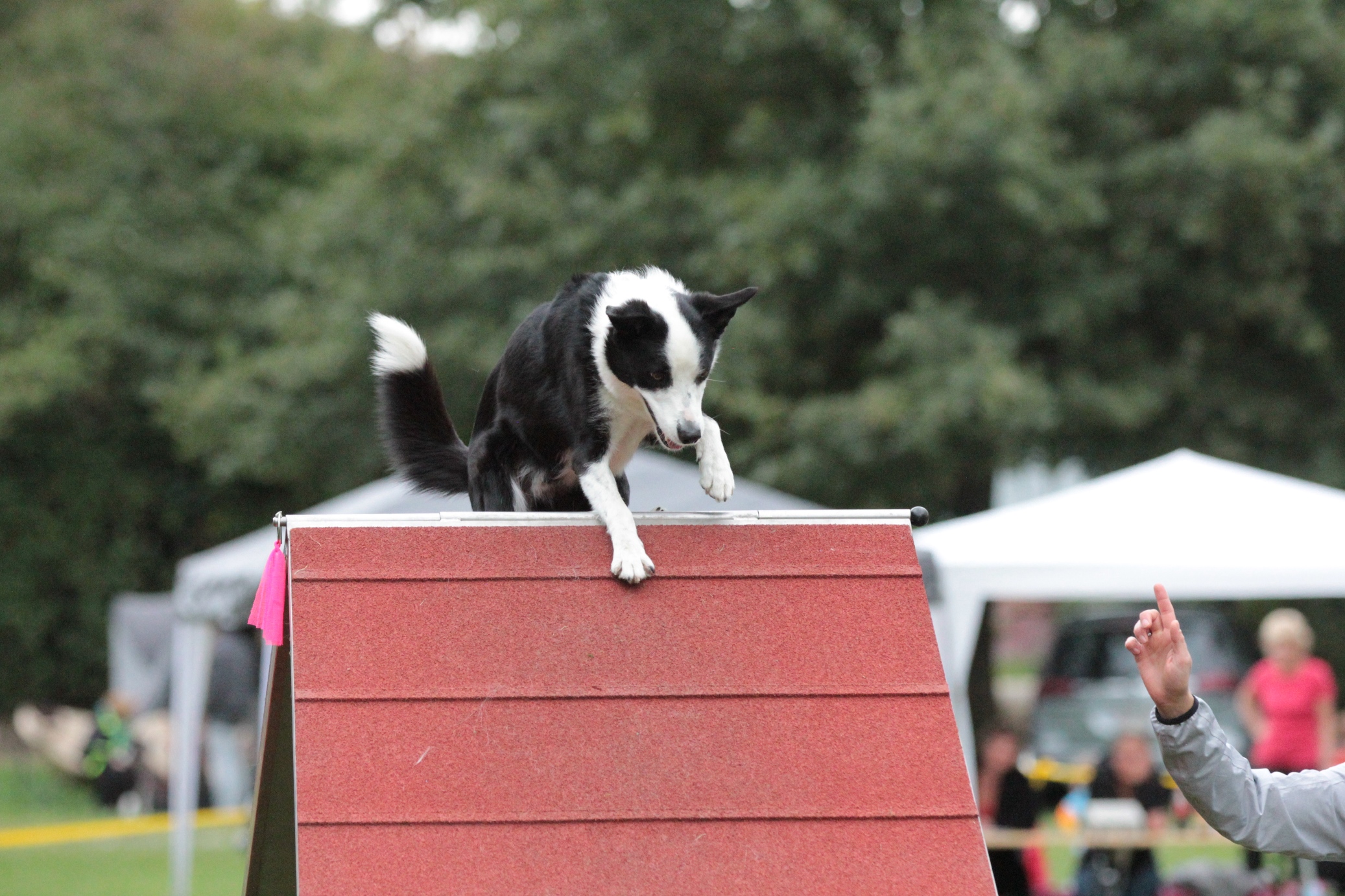 Hund über A-Wand