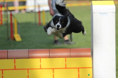 Border Collie über Sprung