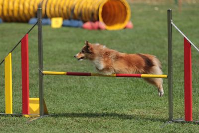 agility sprung