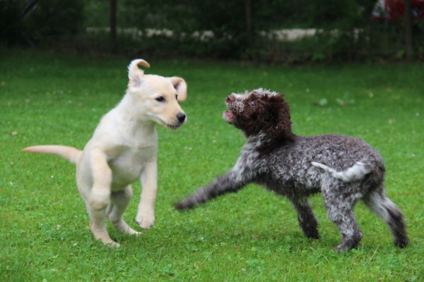 Welpen am spielen