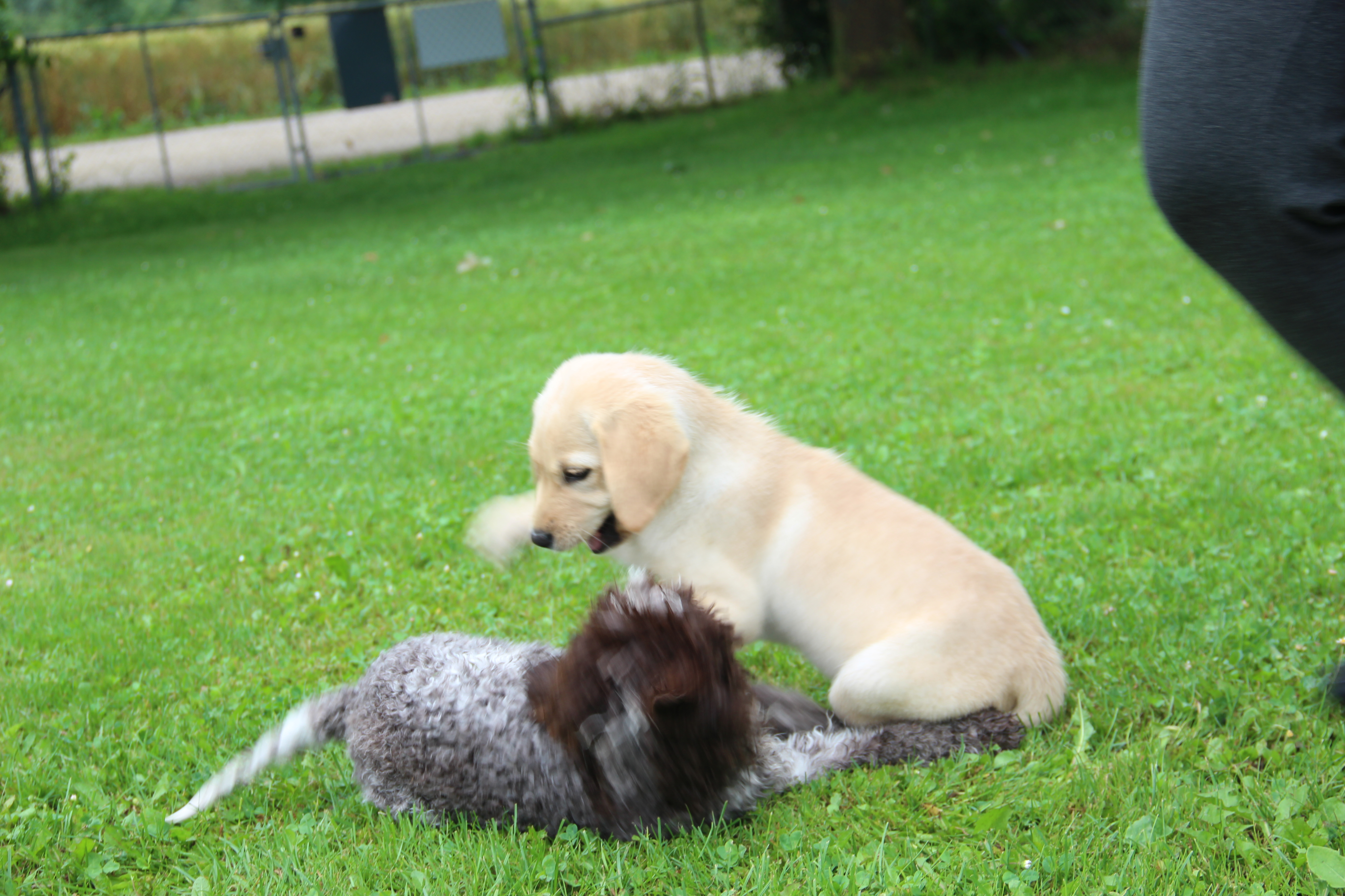 Welpen am spielen