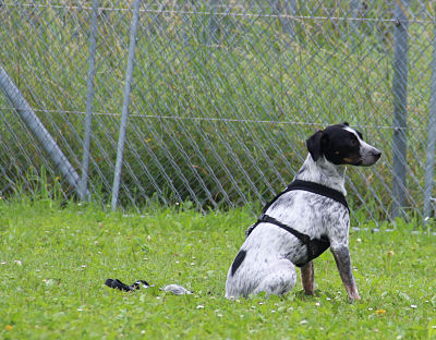 Hund sitzt