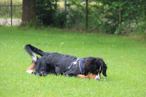 Jundhund platz