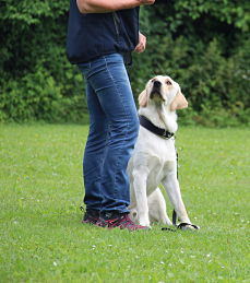 Hund sitzt