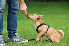 Hund wird belohnt