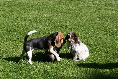 Welpen am spielen
